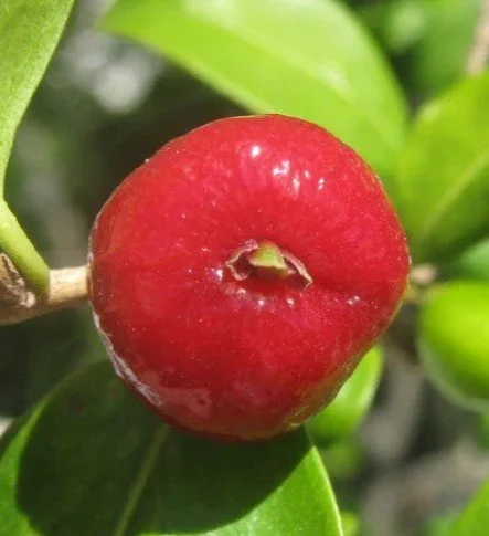 Eugenia Repanda (Cherry Pitanga Jambo) — CRISP